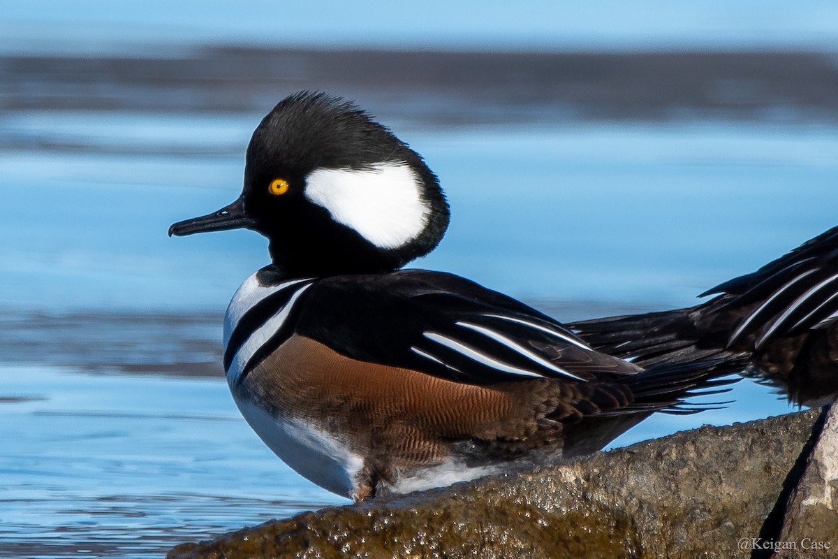 Hooded Merganser - Keigan Case
