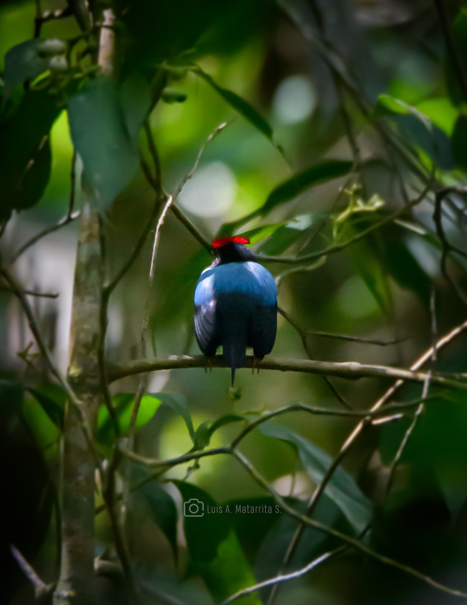 Lance-tailed Manakin - ML614071765