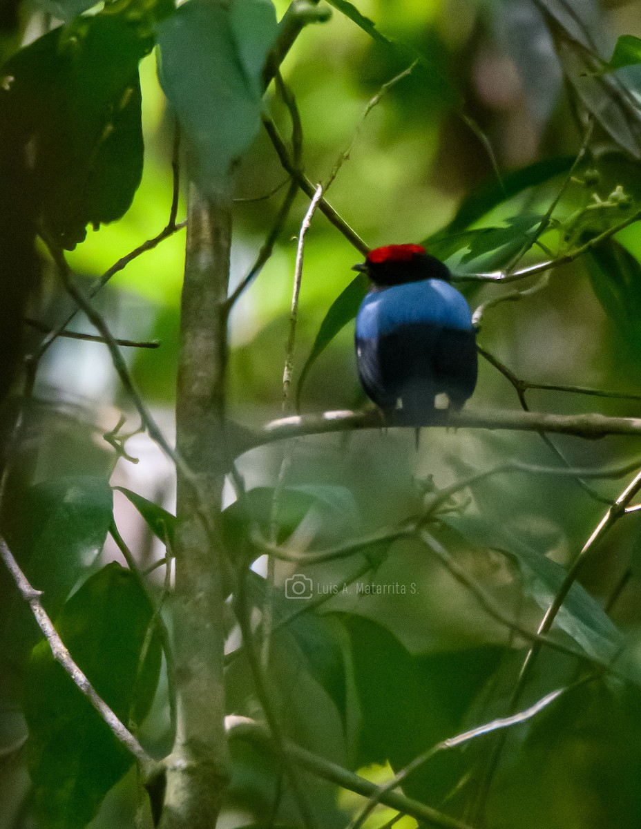 Lance-tailed Manakin - ML614071766