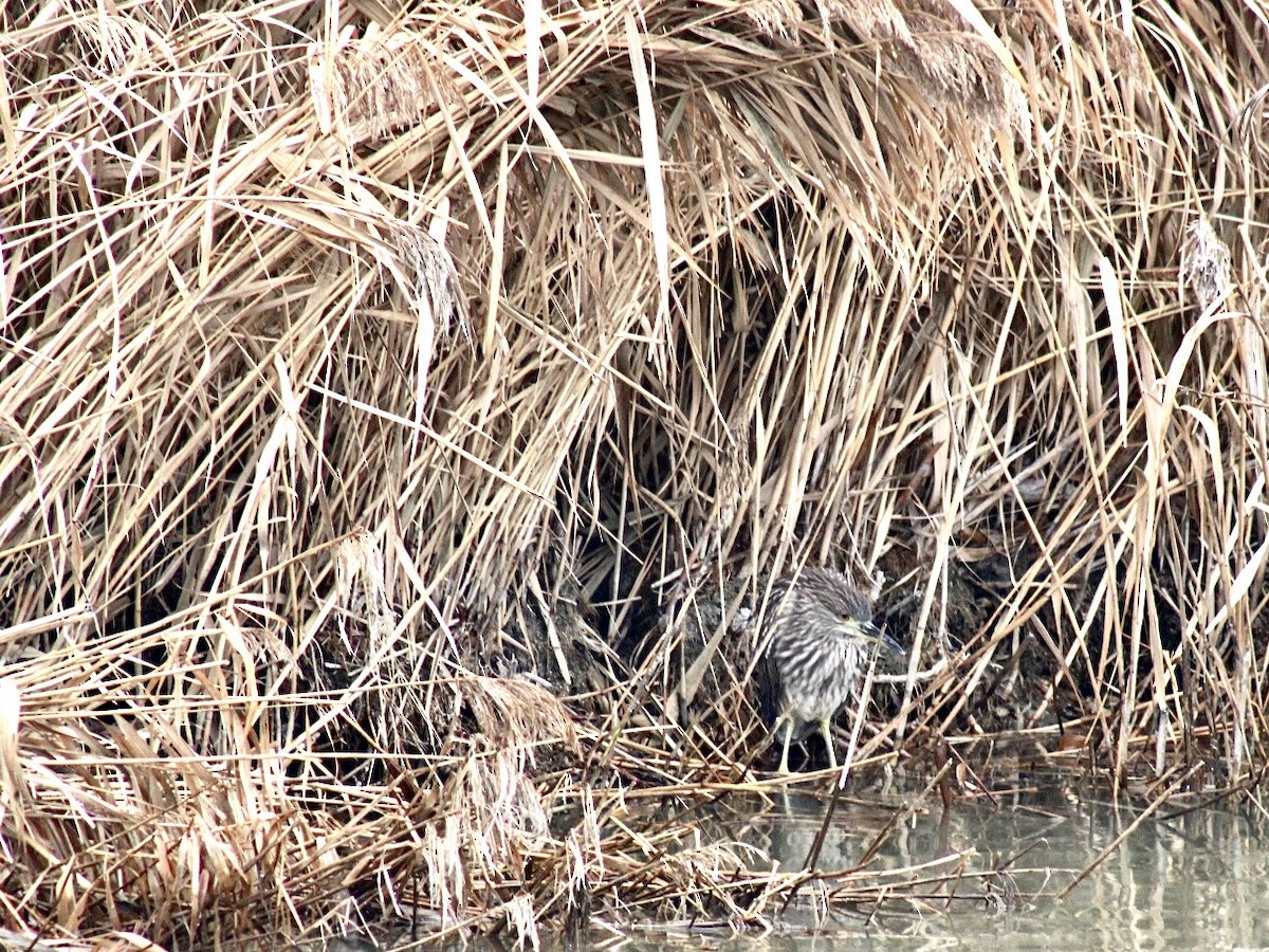 Black-crowned Night Heron - ML614071874