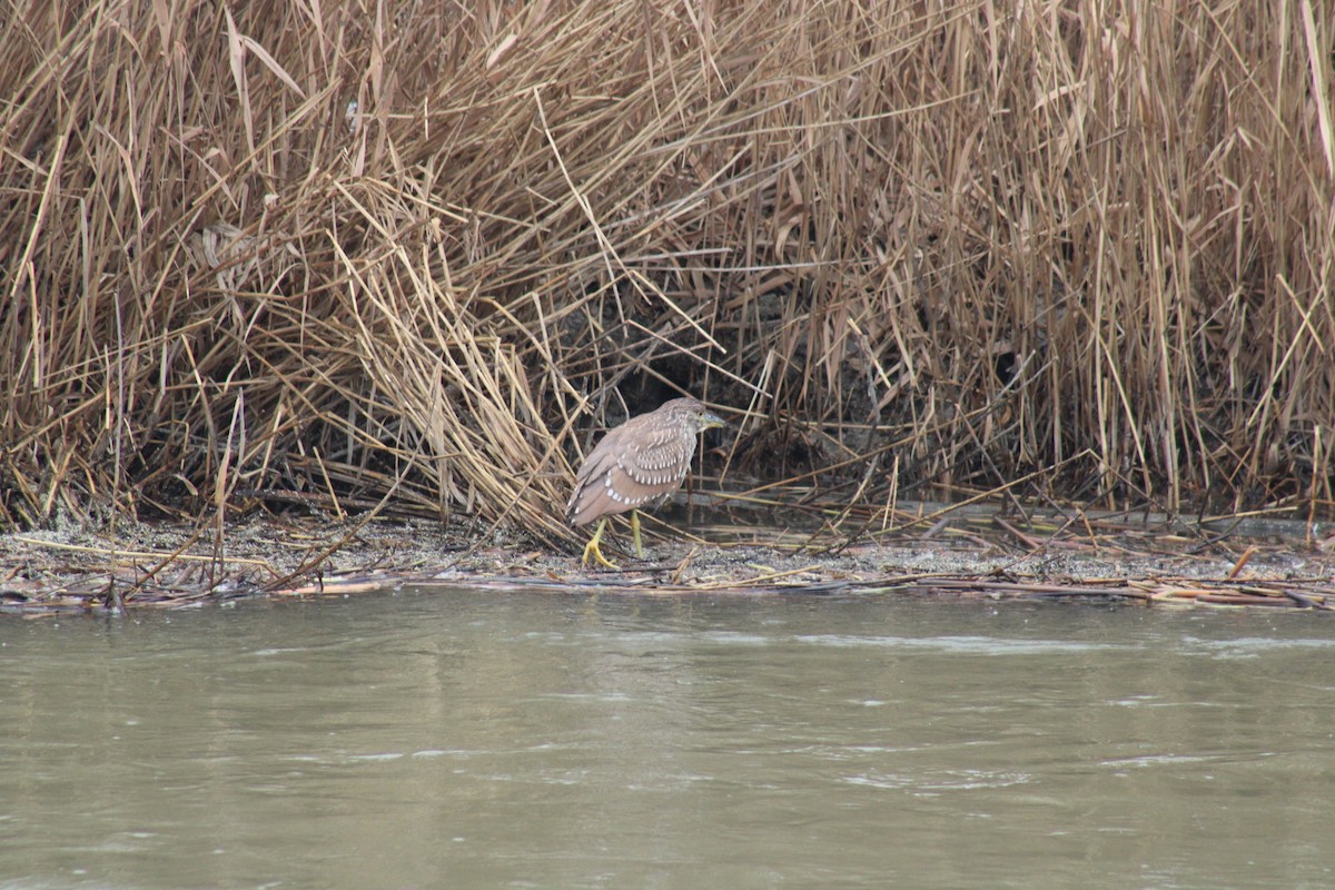 Black-crowned Night Heron - ML614071877