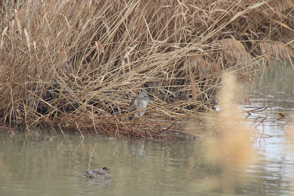 Black-crowned Night Heron - ML614071878