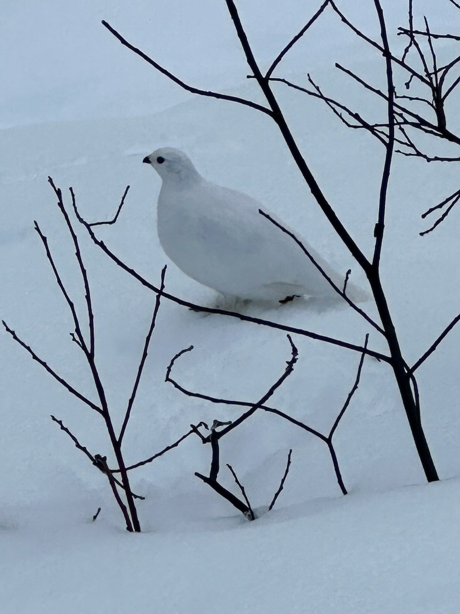 Weißschwanz-Schneehuhn - ML614071987