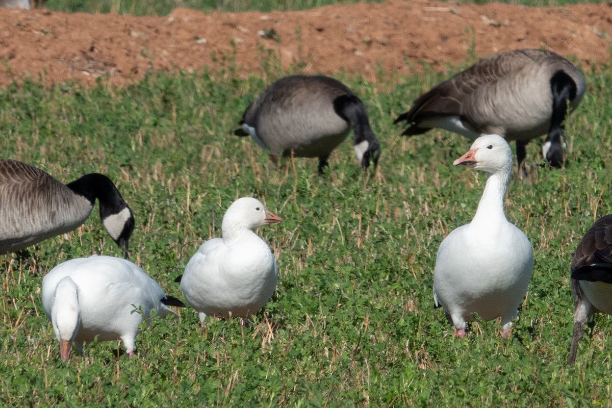 Ross's Goose - Leslie Morgan