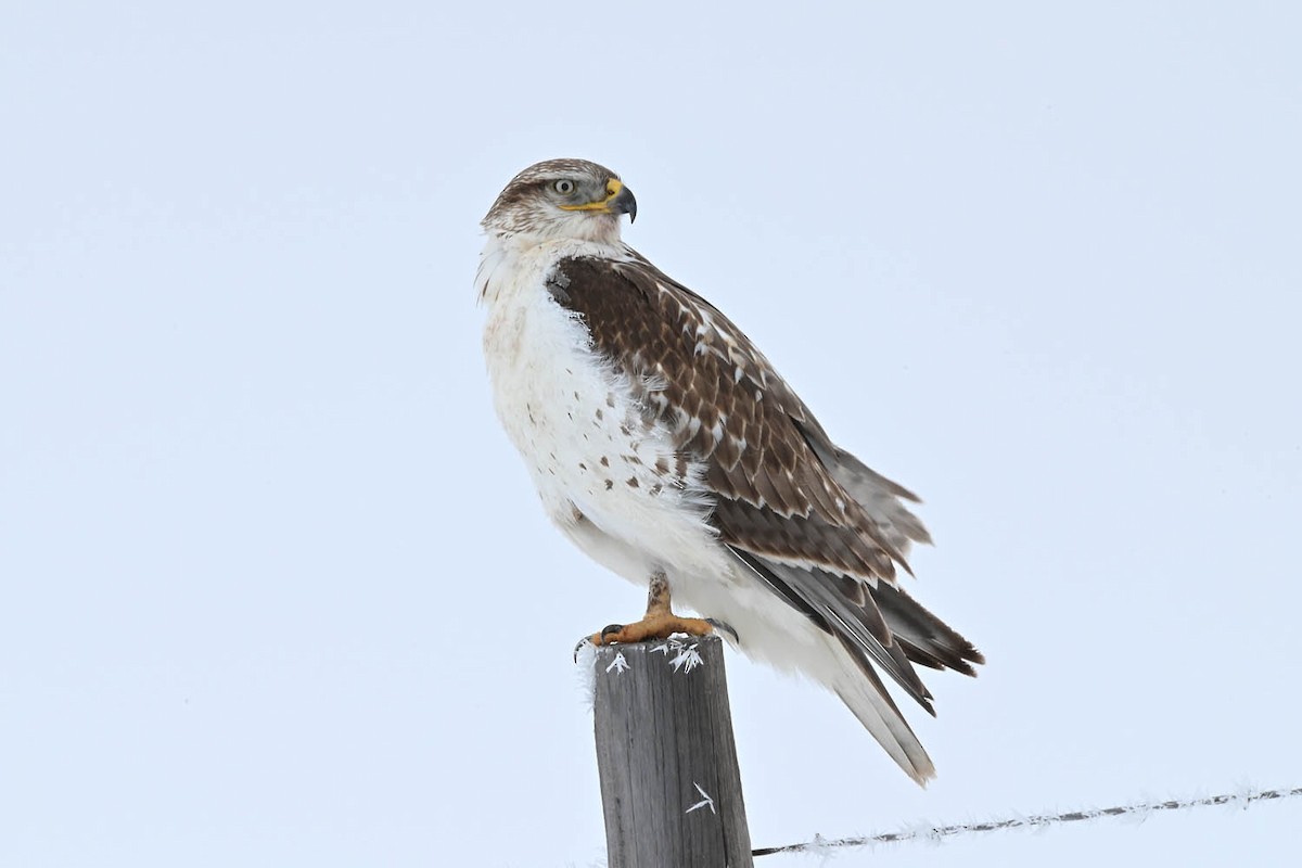 Ferruginous Hawk - ML614072058