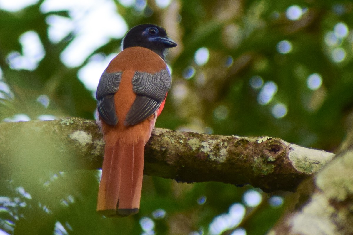 Malabar Trogon - ML614072105