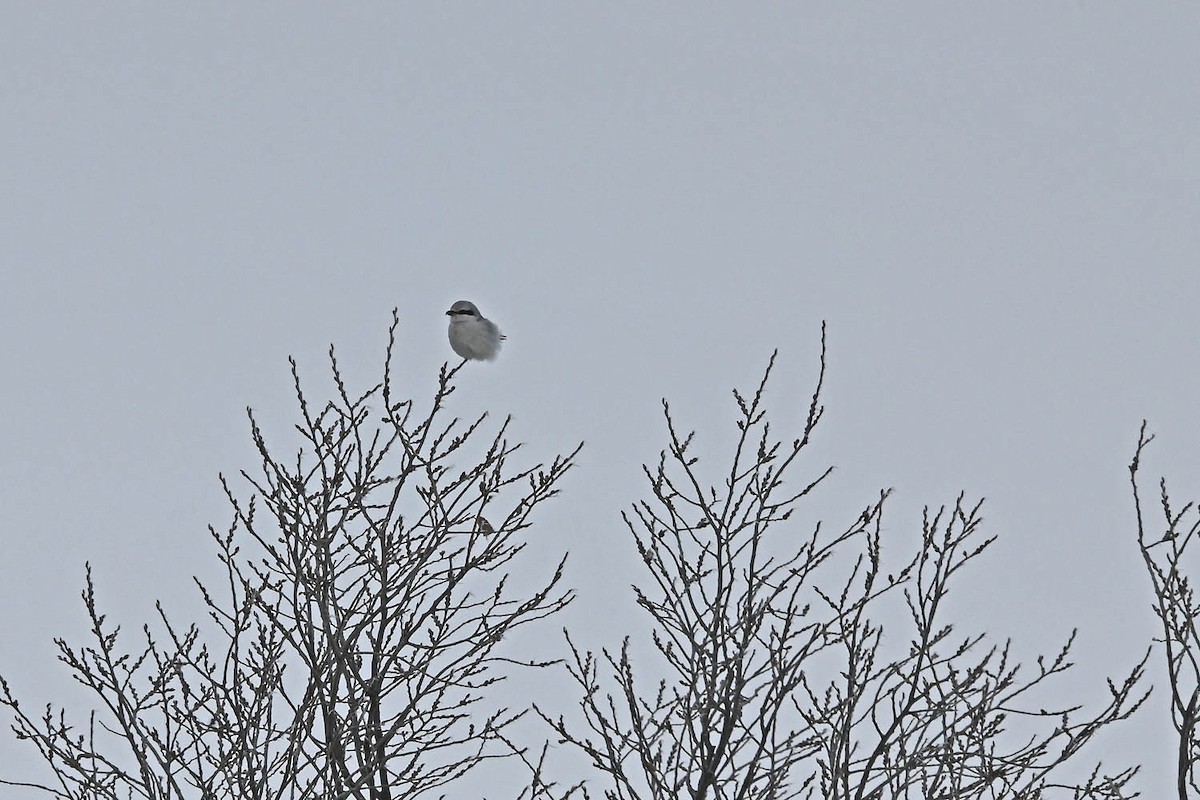 Northern Shrike - ML614072119