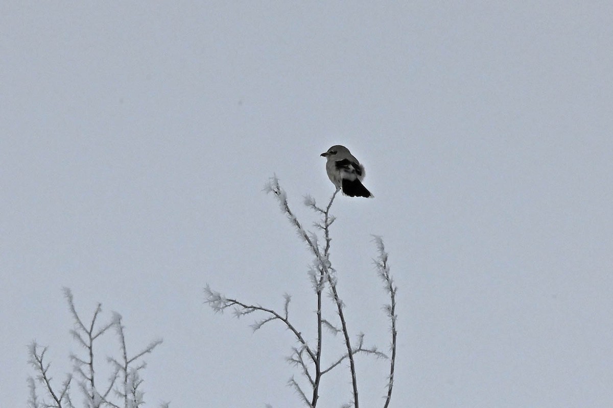 Northern Shrike - ML614072121