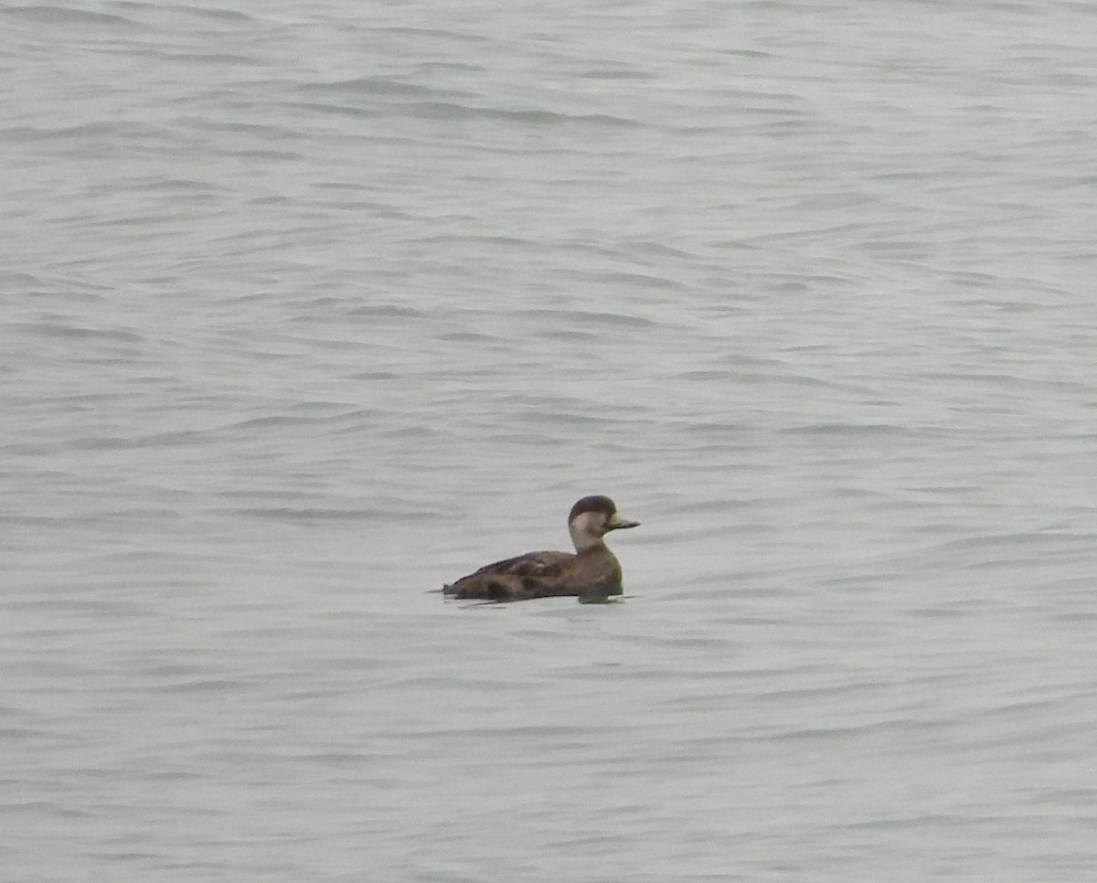 Black Scoter - ML614072196