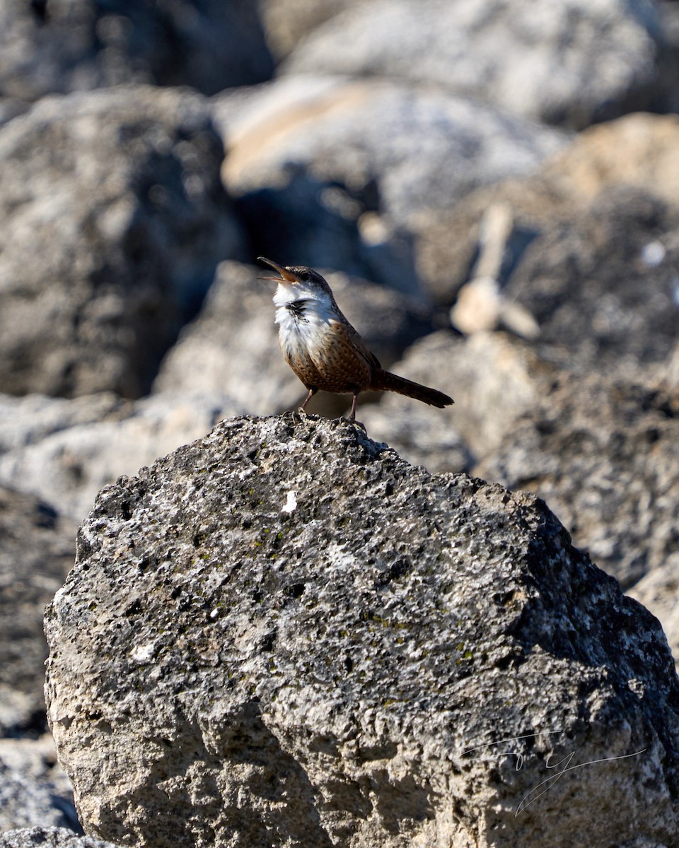 Canyon Wren - ML614072199