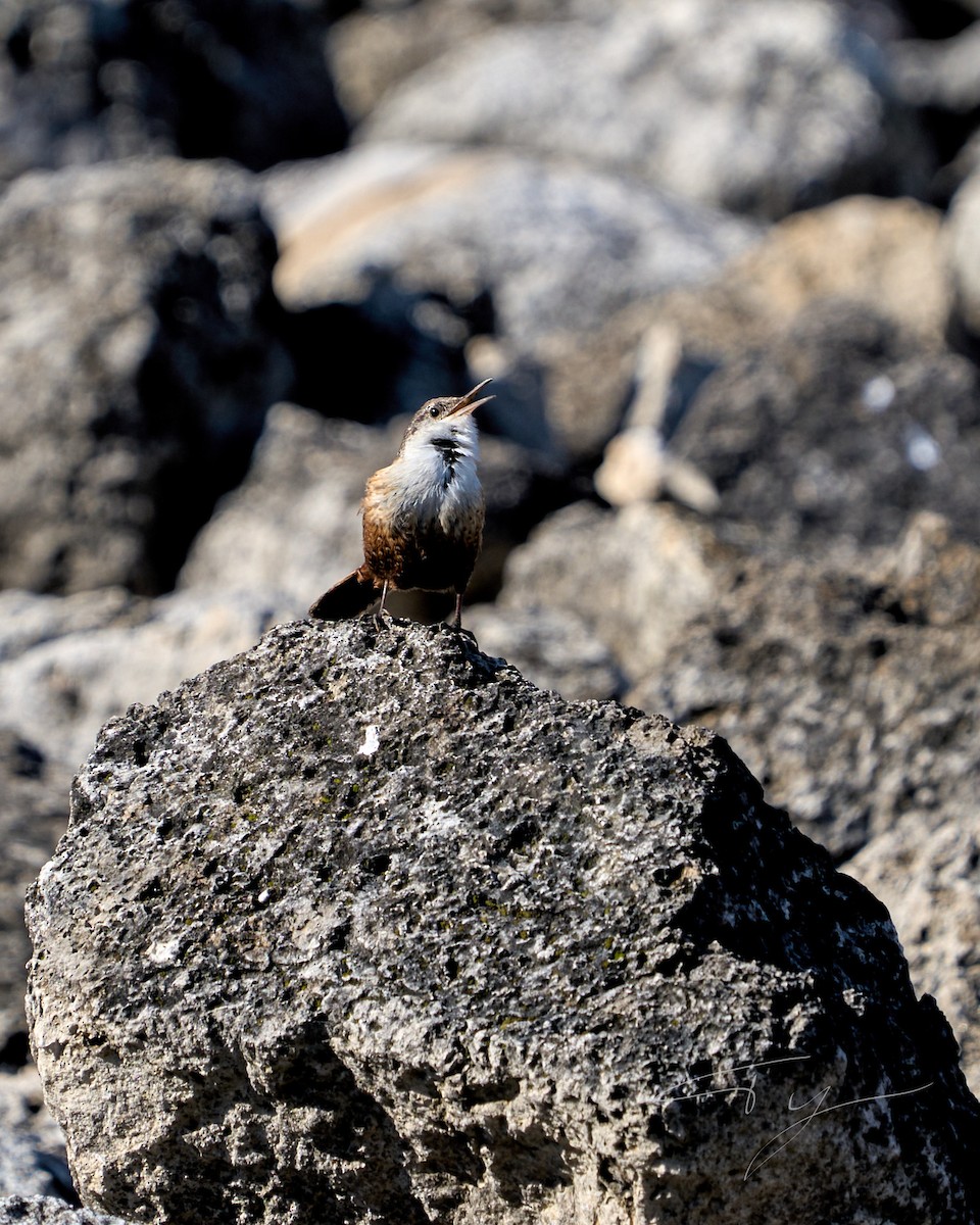 Canyon Wren - ML614072200