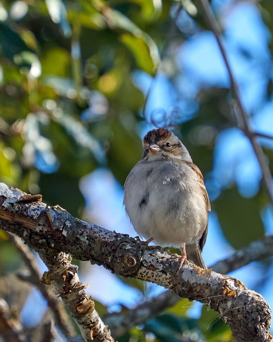 Chipping Sparrow - ML614072206