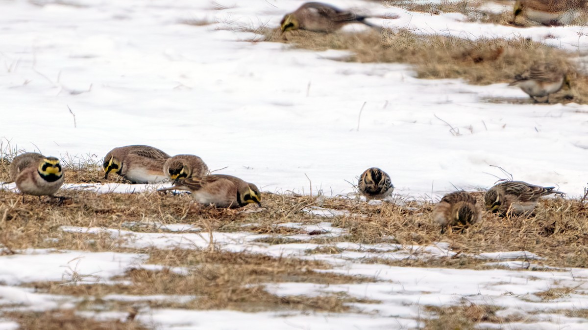 Lapland Longspur - ML614072254