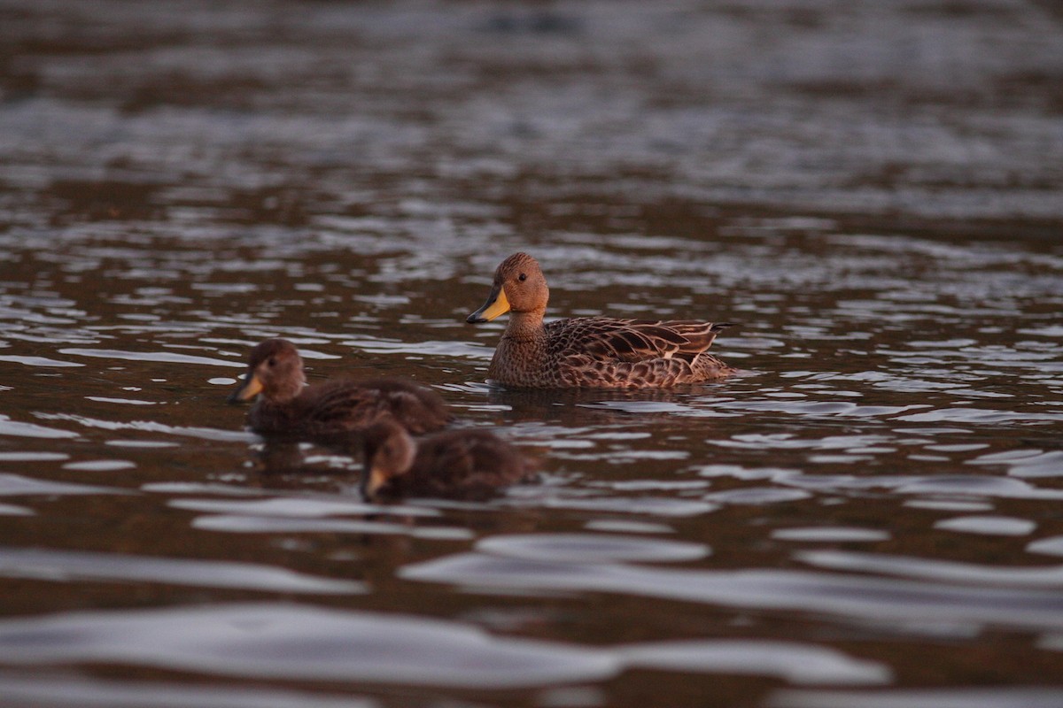 Yellow-billed Teal - ML614072272