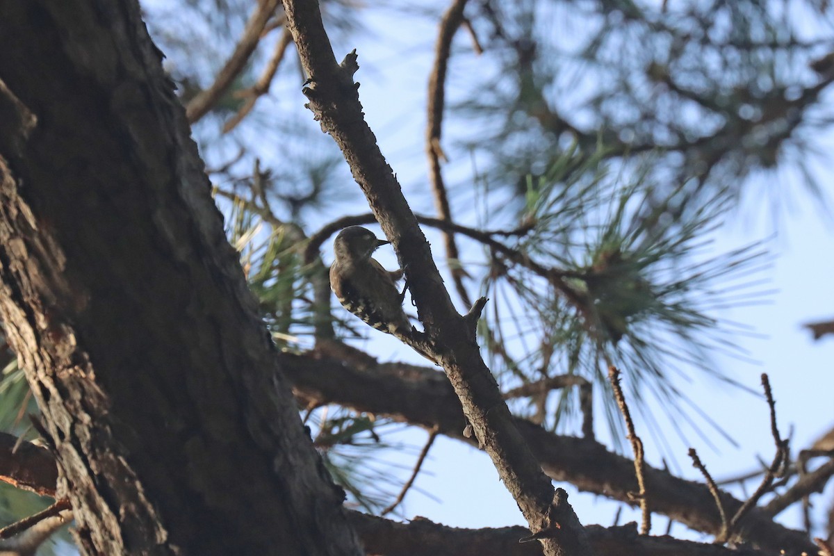 Japanese Pygmy Woodpecker - ML614072306