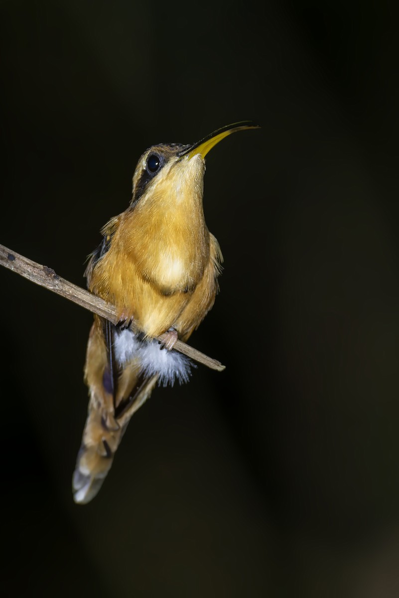kolibřík malý - ML614072351