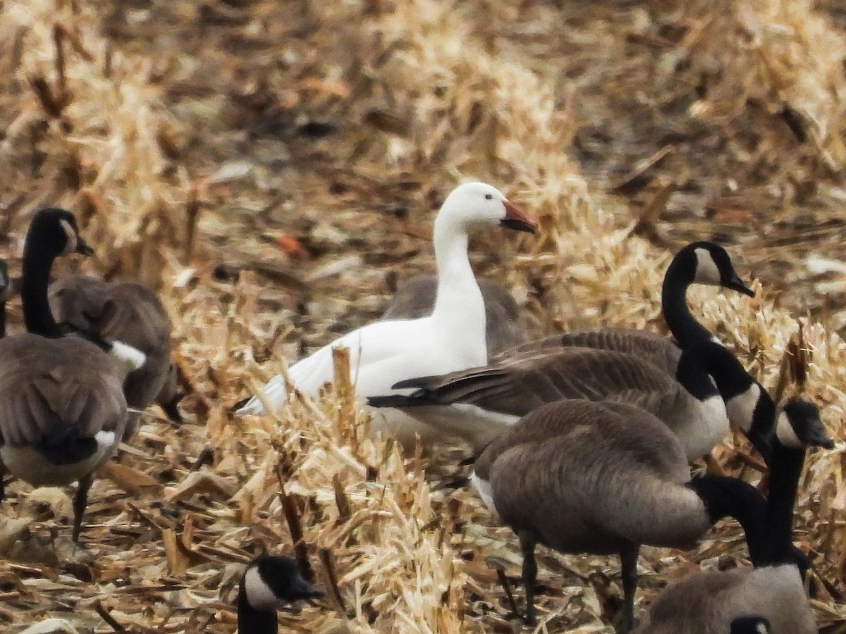 Snow Goose - ML614072355