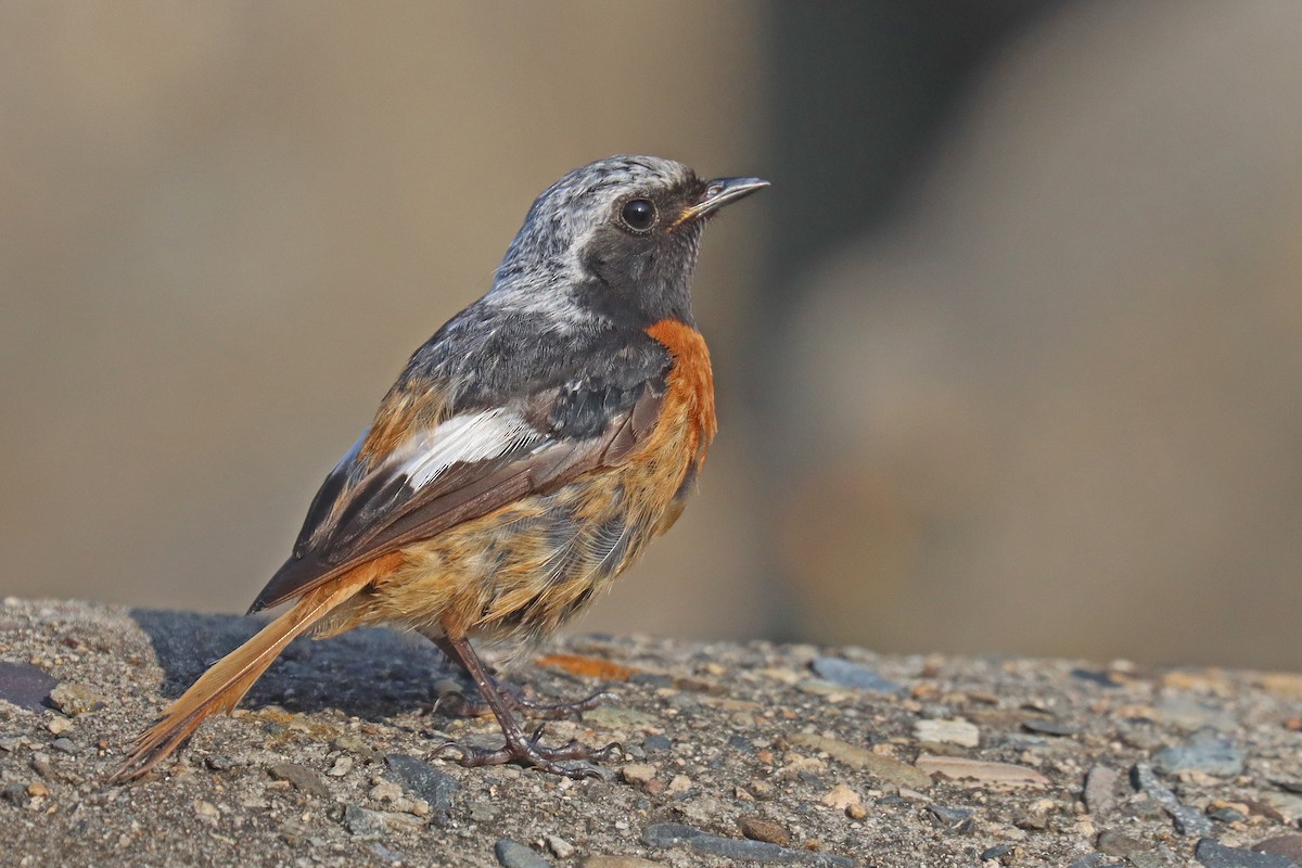 Daurian Redstart - ML614072364