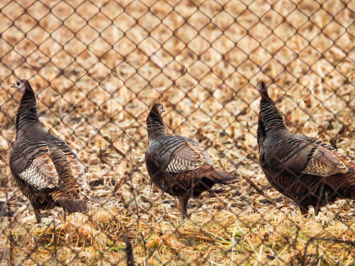 Wild Turkey - ML614072387