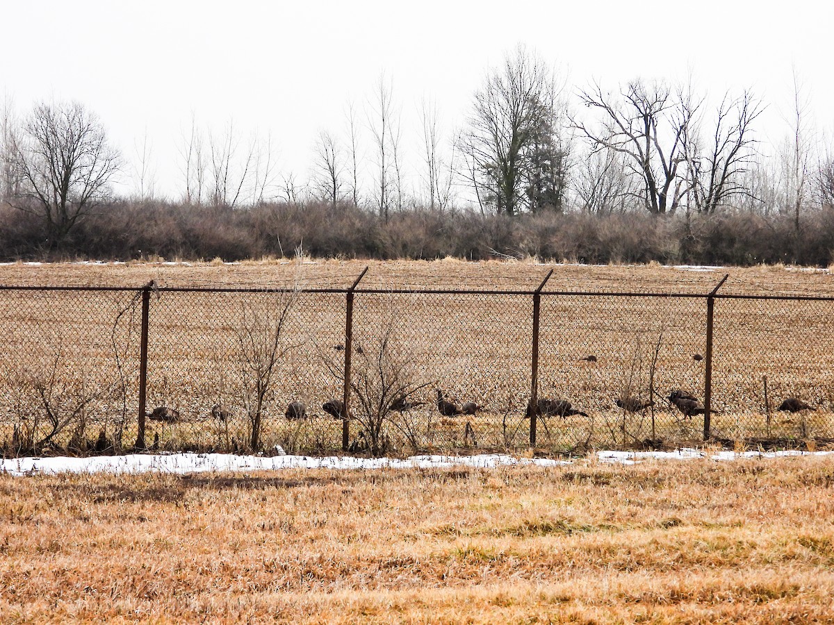 Wild Turkey - Haley Gottardo