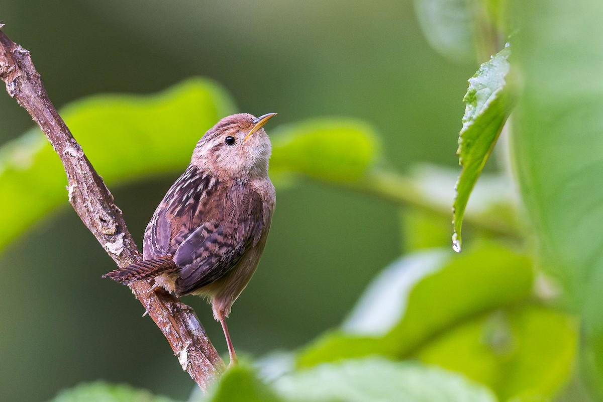 コバシヌマミソサザイ（aequatorialis） - ML614072389