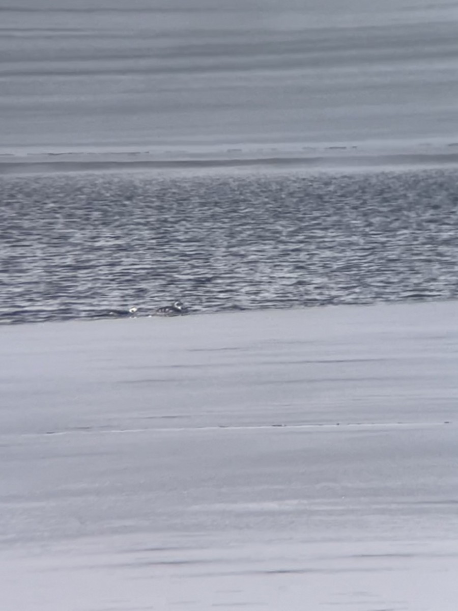 Long-tailed Duck - ML614072403