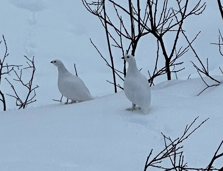 White-tailed Ptarmigan - Rick Zapf