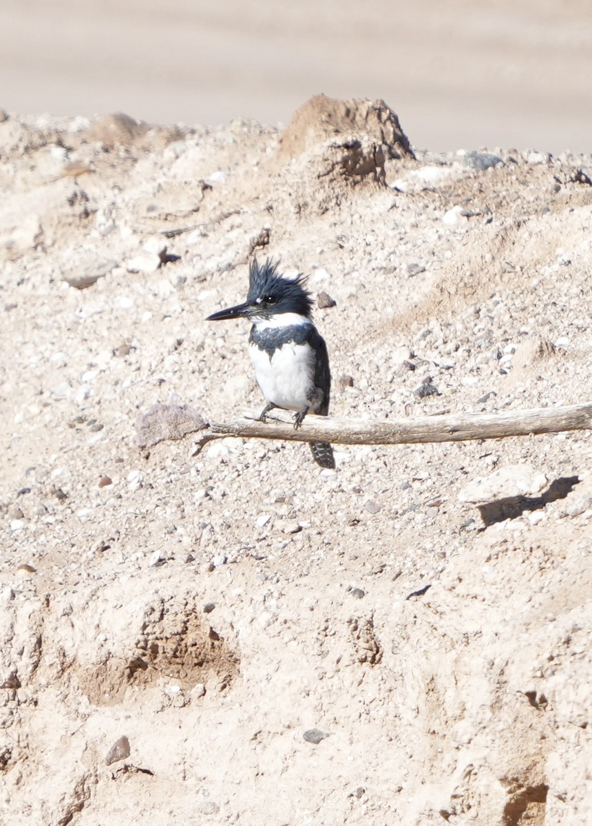 Belted Kingfisher - ML614072451