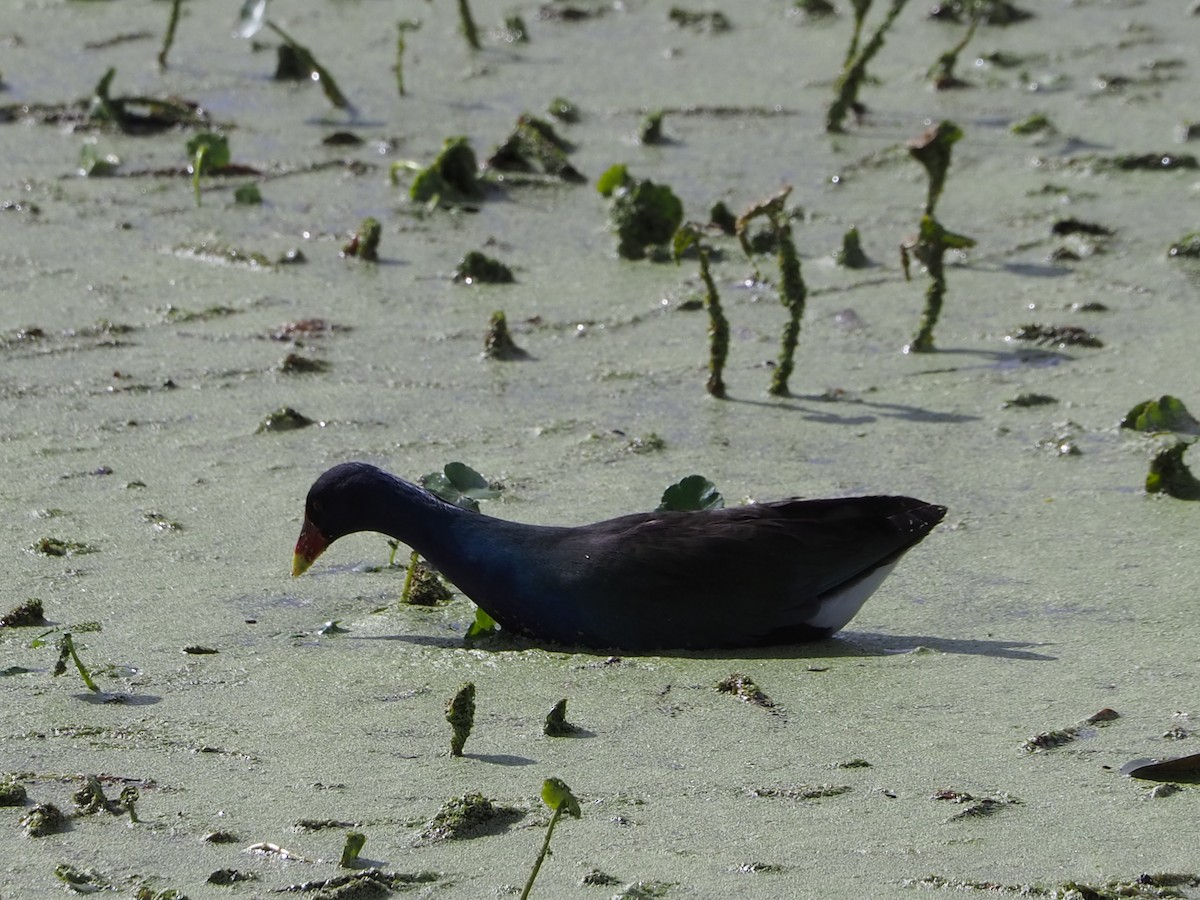 Gray-headed Swamphen - ML614072504