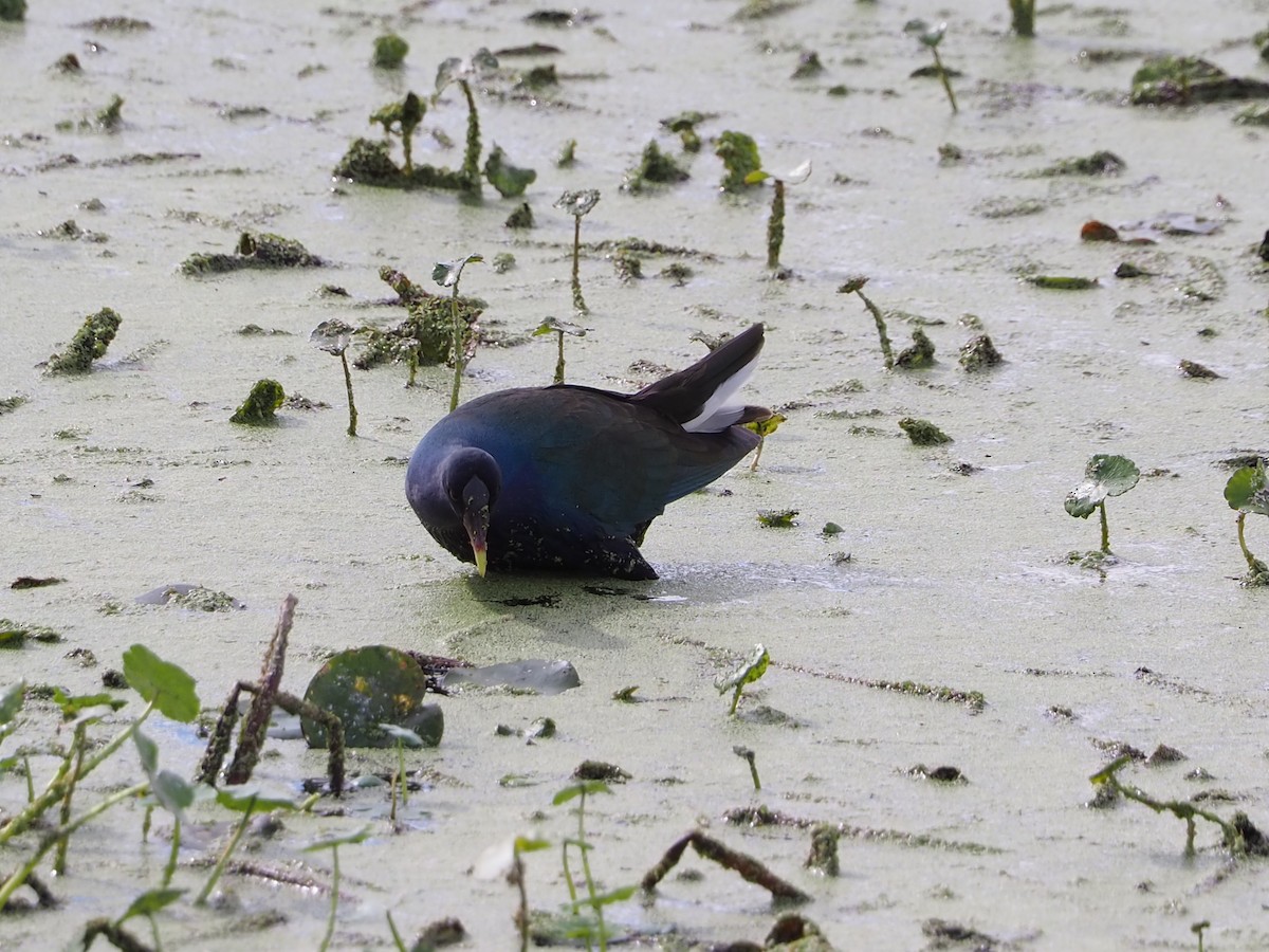 Gray-headed Swamphen - ML614072506