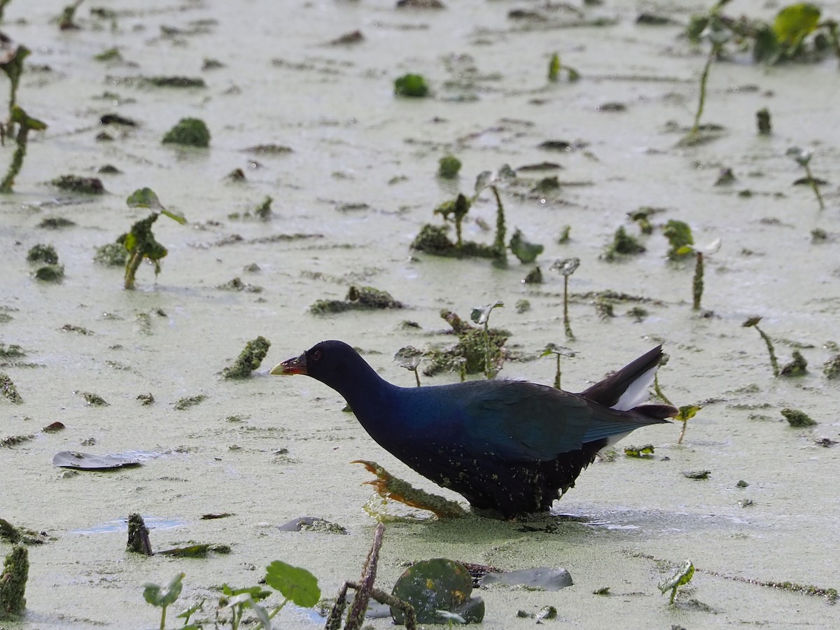 Gray-headed Swamphen - ML614072507