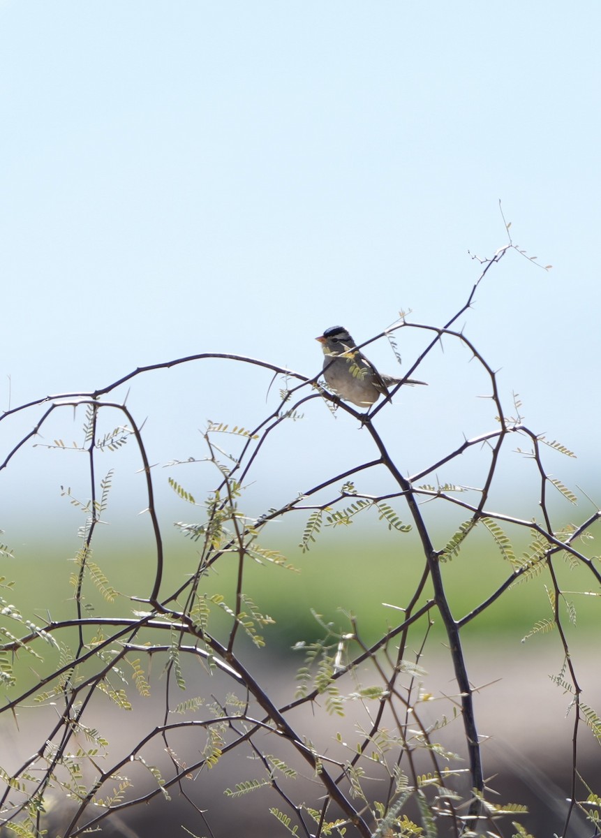 White-crowned Sparrow - ML614072609