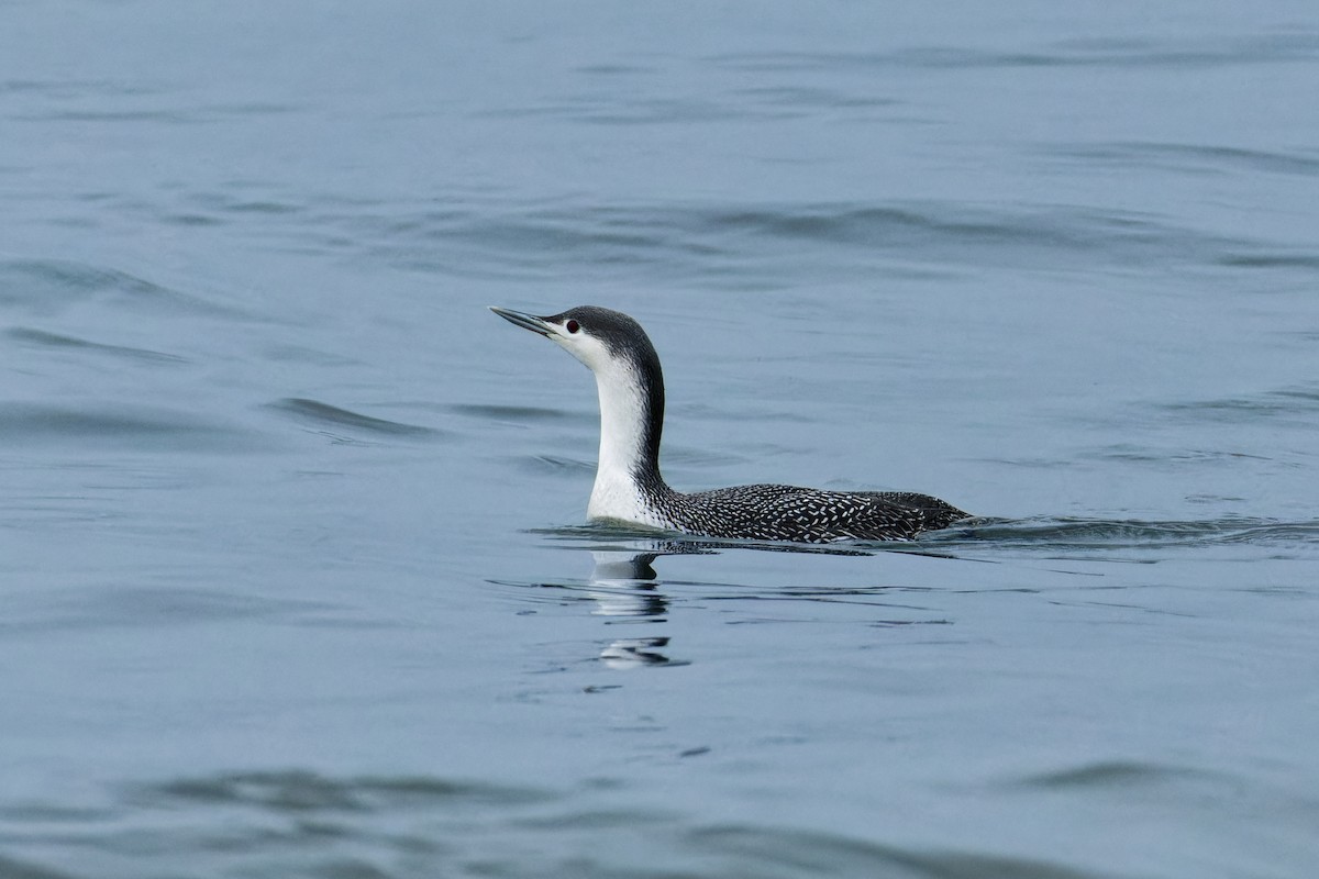 Red-throated Loon - ML614072638