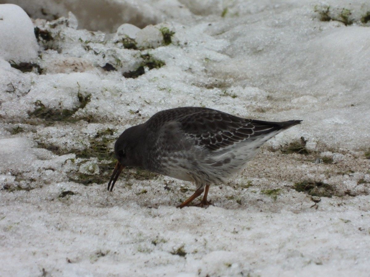 Purple Sandpiper - ML614072642