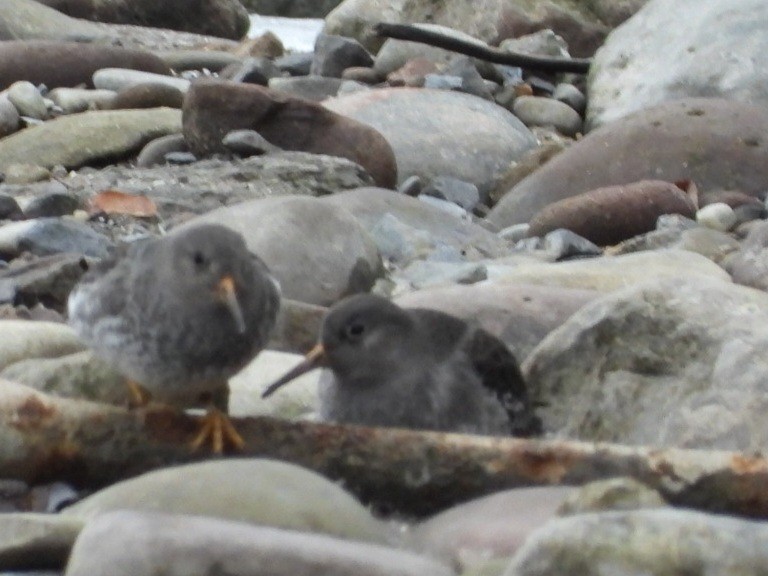 Purple Sandpiper - ML614072643