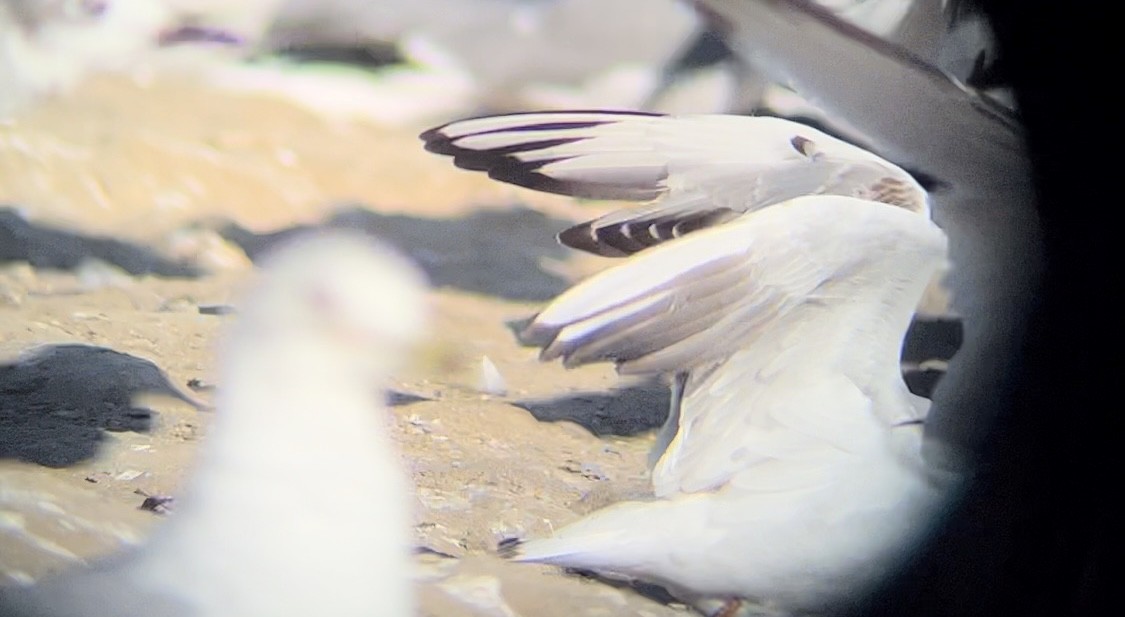 Black-headed Gull - ML614072681