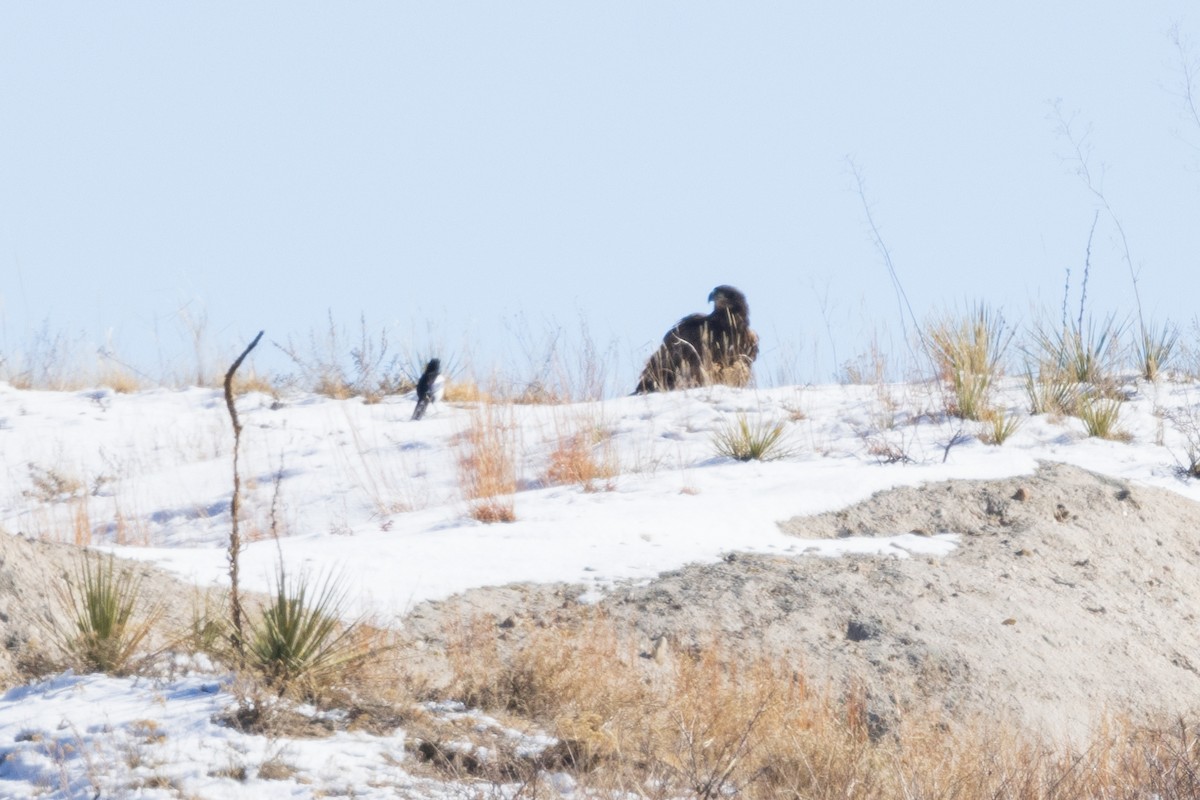 Bald Eagle - ML614072717