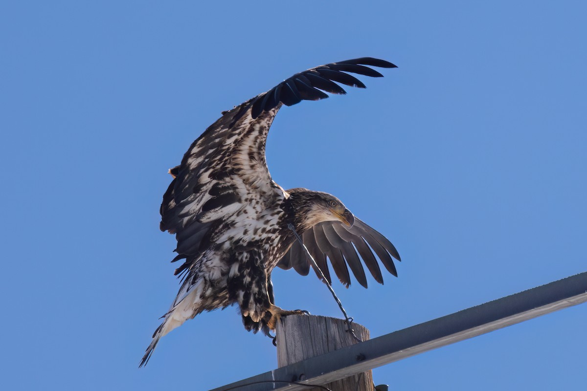 Bald Eagle - ML614072718