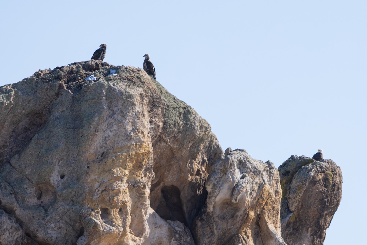 Bald Eagle - ML614072719