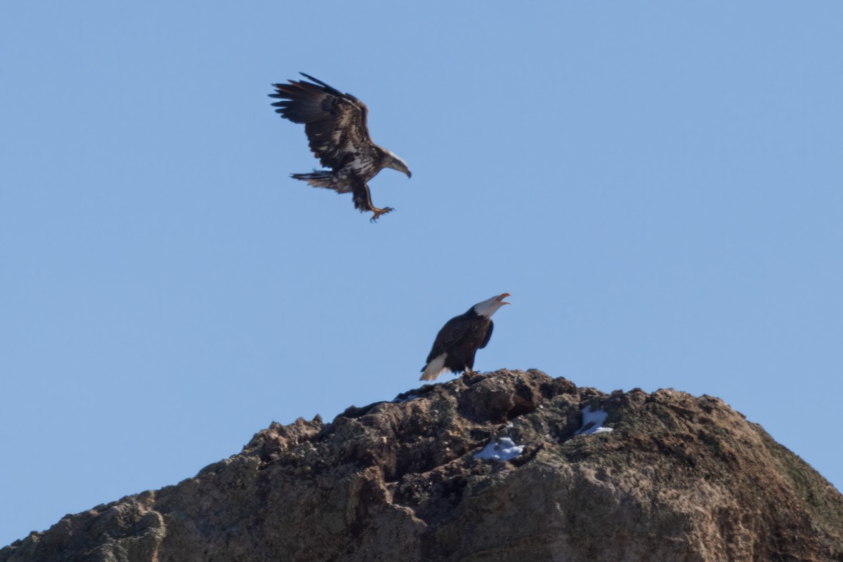 Bald Eagle - Krista Hinman