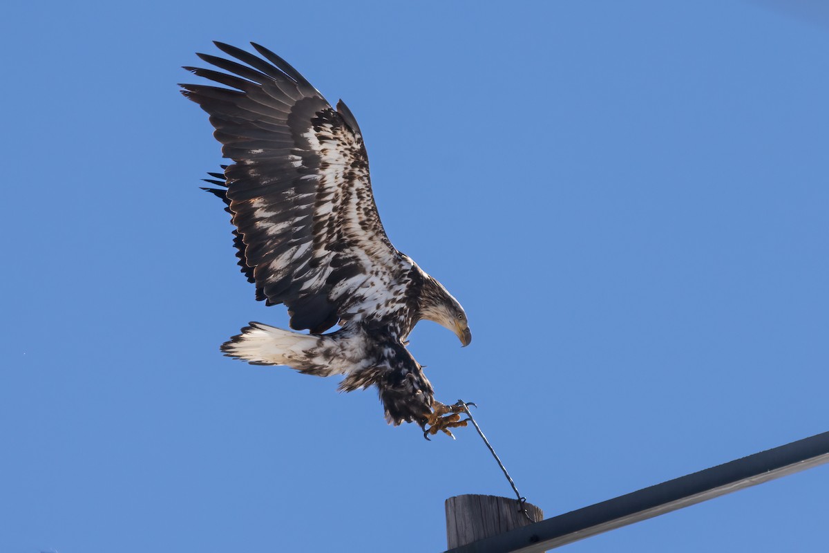 Weißkopf-Seeadler - ML614072722