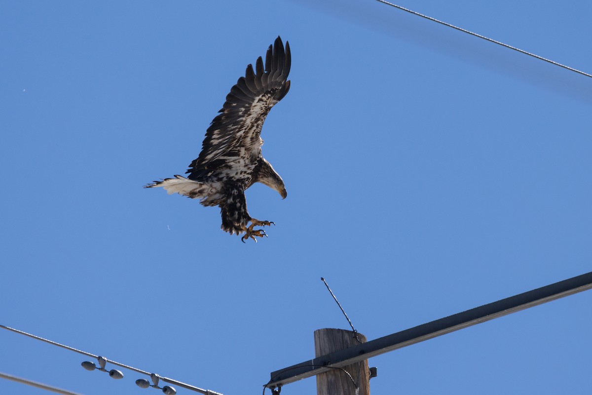 Bald Eagle - ML614072723