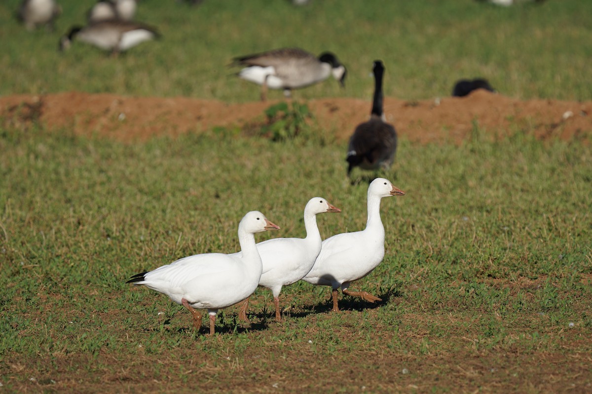 Snow Goose - ML614072851