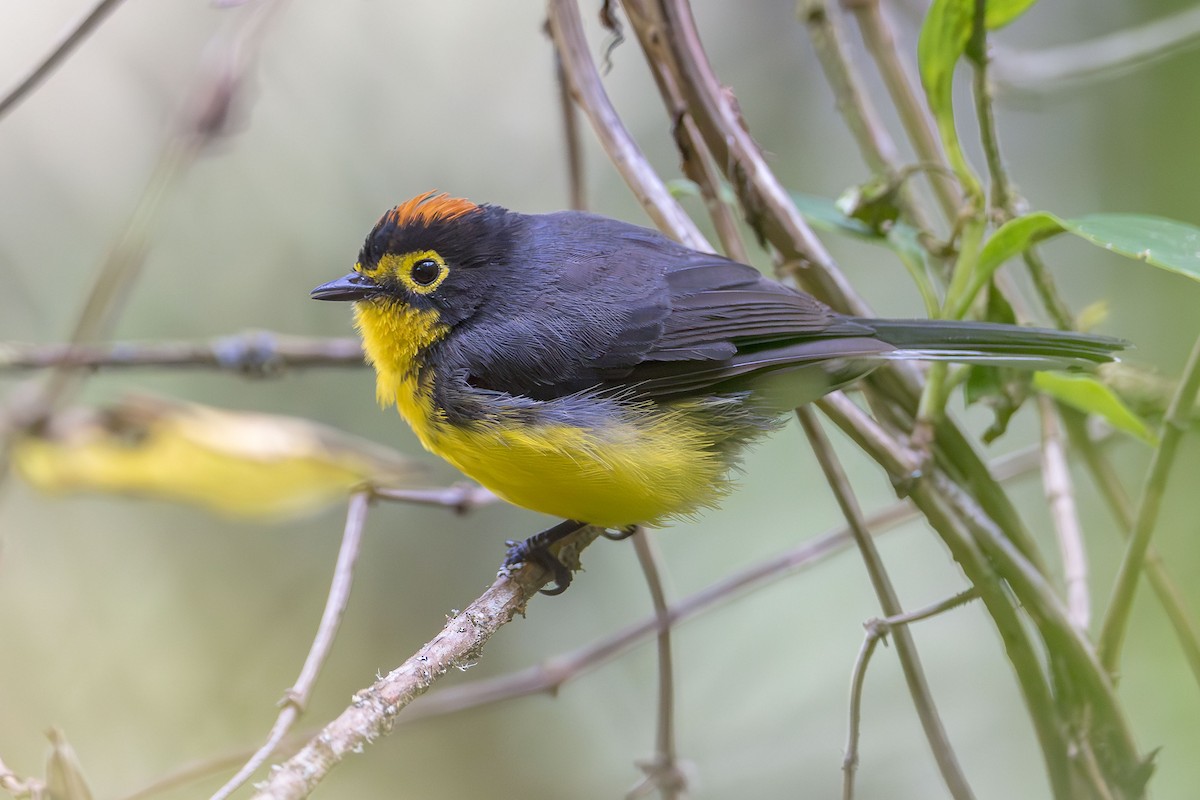 Spectacled Redstart - ML614073014