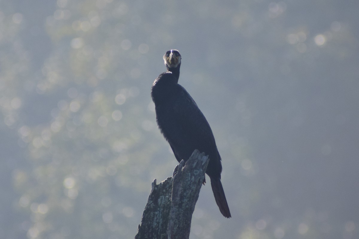 Great Cormorant - ML614073029