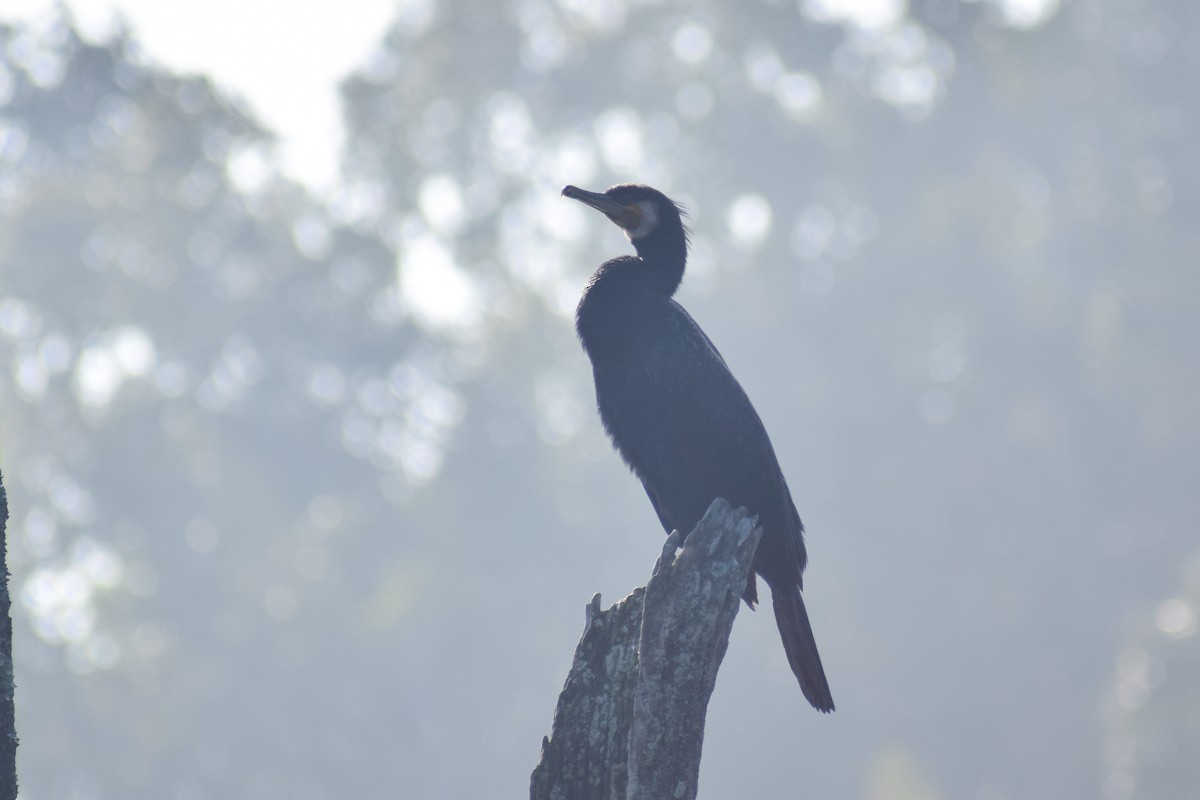 Great Cormorant - ML614073030