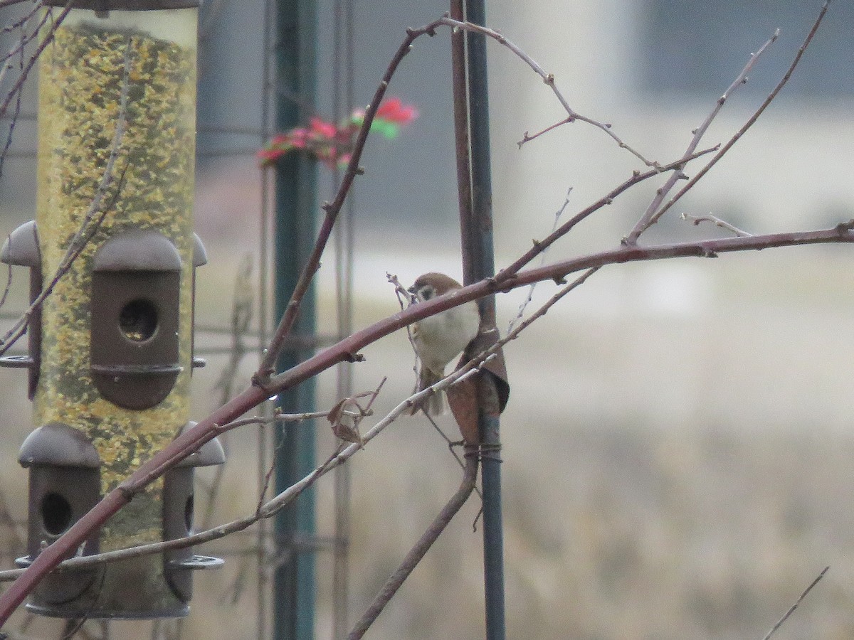 Eurasian Tree Sparrow - Kevin Groeneweg