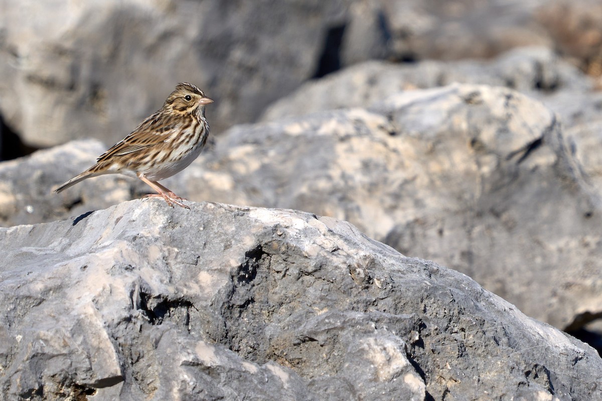 Vesper Sparrow - ML614073114