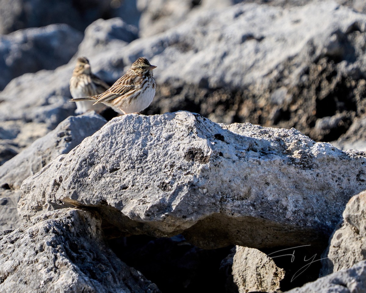 Vesper Sparrow - ML614073115