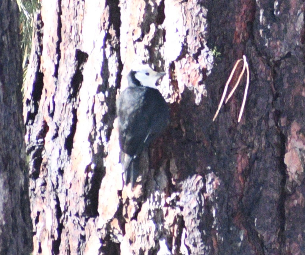 White-headed Woodpecker - ML614073116